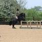 Working Equitation Camp (May) event image