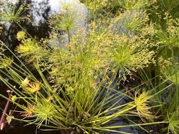 Image result for Cyperus haspan