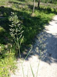 Image result for Agrostis pilgeriana
