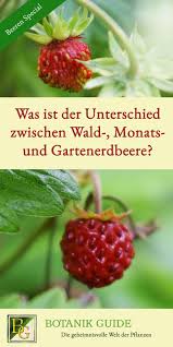 Pflanzenportrat Die Walderdbeere Erdbeeren Erdbeeren Pflanzen Pflanzenkunde