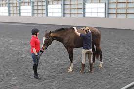Clinical Signs And Causes Of Back Pain In Horses The Horse