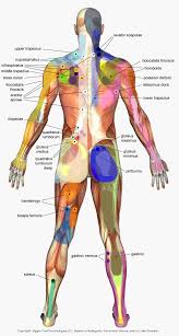 Trigger Points Chart Trigger Point Charts Massage