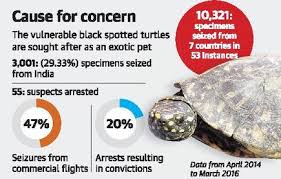 These turtles belong to the family emydidae, which is represented in indiana by a total of ten species. India Sees Highest Seizure Of Black Spotted Turtles The Hindu
