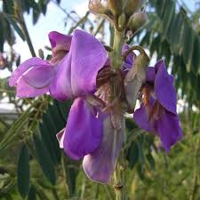 Image result for Tephrosia vogelii