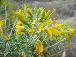 Image result for Cleomaceae