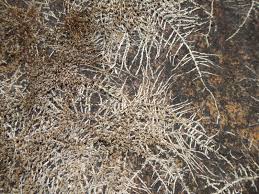 Image result for Inversodicraea