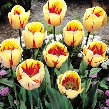 Suzanne Lepage On Twitter Bulb Flowers Tulips Flowers