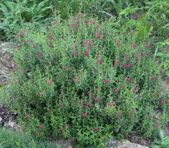 Image result for Scutellaria violascens