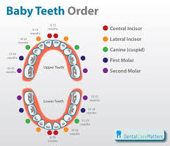 The First Set Of Baby Teeth Is Called Primary Teeth Also