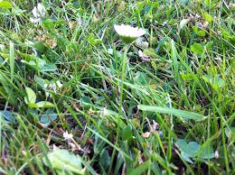 Llll wann rasenmähen erlaubt wann rasenmähen nach winter wann rasenmähen nach neuansaat.in diesem zusammenhang ist es wichtig, zur richtigen tageszeit zu mähen und andere. Ruhezeiten Beim Rasenmahen Rasen Experte