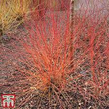 A twiggy 'bonfire' with winter stems in shades of orange and red at the. Cornus Sanguinea Midwinter Fire Thompson Morgan