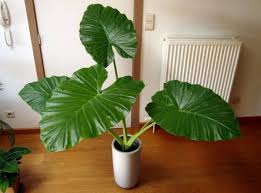 Elephant ear plant disease in gardens how to treat sick elephant ears. Elephant Ear Plant Indoor House Plants Vegetable Plant