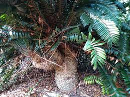 Image result for Blotiella natalensis