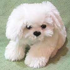 Pin On All Dogs