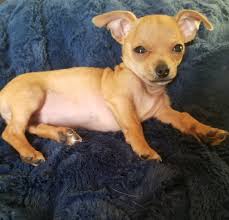 INTRODUCE YOUR DOG Name: Aurora Nicknames: Peanut, Rory Breed: Chi-Pin  (Chihuahua/Doberman Pincher "Designer Dog" mix Age: 4½ years Favorite food:  Any dog food, cat food, crudité, chicken, tuna, fruit including watermelon,  peanut