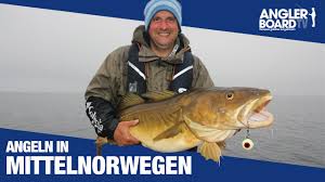 Für die einreise ist der deutsche personalausweis ausreichend. Ochsen Vom Oksfjord Angeln In Norwegen Nordnorwegen Rute Rolle Classic Anglerboard Tv Youtube