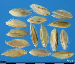 Image result for Cynodon incompletus