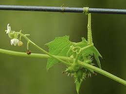 Image result for Sicyos