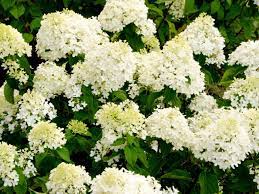 Jul 04, 2021 · those green hydrangea flowers turn color with longer days of light. White Hydrangea Diy