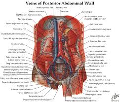 A collection of articles covering abdominal anatomy, including abdominal wall anatomy and a collection of anatomy notes covering the key anatomy concepts that medical students need to learn. Free Download Abdomen Spleen Liver Anatomy And Physiology Diagrams Free Pdf Epub Medical Books