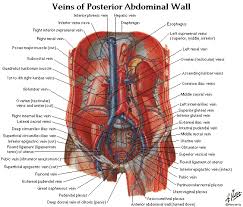 Part of the trunk between thorax and pelvis. Free Download Abdomen Spleen Liver Anatomy And Physiology Diagrams Free Pdf Epub Medical Books