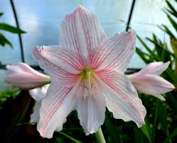 Image result for Hippeastrum