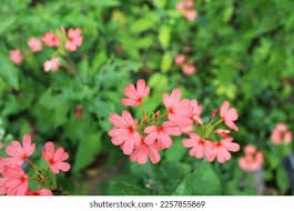 Image result for Crossandra nilotica