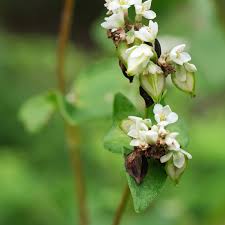 Image result for Fagopyrum esculentum