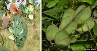 Image result for Dioscorea cotinifolia