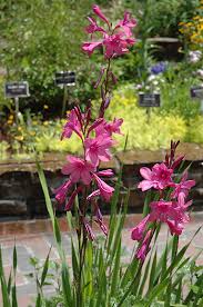 Image result for Watsonia borbonica