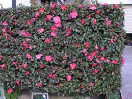 Formal Camellia Hedges Trees To Plant Planting Flowers