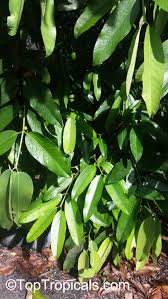 Image result for Garcinia pachyclada