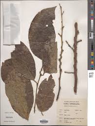 Image result for Strombosia scheffleri