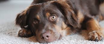Maybe you would like to learn more about one of these? Seizures And Dogs 4 Important Questions