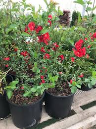 Nov 21, 2020 · quince trees grow to between 16 and 26 ft. Top 5 Plants For Spring Interest Loma Vista Nursery