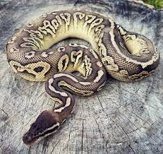 Pin On Beauty Of Ball Python Morphs
