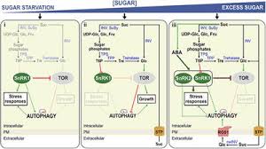 Check spelling or type a new query. Frontiers Autophagy In Plants Both A Puppet And A Puppet Master Of Sugars Plant Science