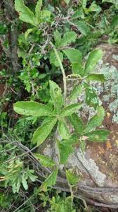 Image result for Cyphostemma abercornense