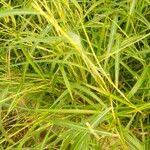 Image result for Rottboellia cochinchinensis