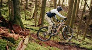 Image result for Orbea longidens