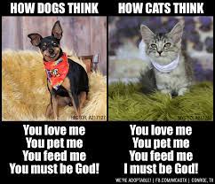 Cats Vs Dogs It S All About Perspective Lol Lustige Tiere Niedliche Kreaturen Ausgestopftes Tier