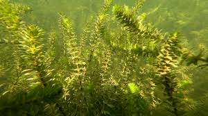 Image result for Hydrilla