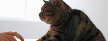 All rates shown below are for the first 2 pets. Prices Pet Sitting Services Pet Sitting Pet Sitting Prices Noah S Critters