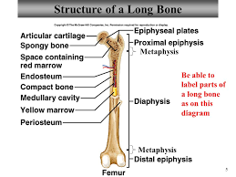 Labeling portions of a long bone learn with flashcards, games and more — for free. 33 Label Long Bone Labels Design Ideas 2020