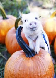 Teacup Pig For Sale Teacup Pigs