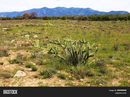 Range is between 30 degrees and 100 degrees. Chaparral Cacti Plants Image Photo Free Trial Bigstock
