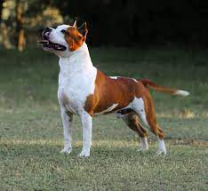 mimoso amstaff brasil pittbull dog bulldog breeds american pitbull terrier