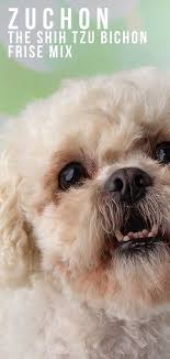 Oct 14, 2020 · if you have a new poodle at home, here's everything you need to know about poodle puppy training. Zuchon Dog Breed Information Center The Bichon Frise Shih Tzu Mix