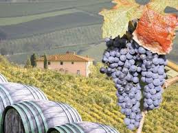 Aceasta planta a fost introdusa in cultura in urma cu cateva mii de ani. Vita De Vie Si Pomi Fructiferi 23 Fotos 3 Bewertungen Weingut Weinberg Breaza Buzau 127105 BuzÄƒu