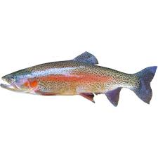 Other names for it include mackinaw, namaycush, lake char (or charr), touladi, togue, and grey trout. Trout Fish Brown Trout Fish Manufacturer From Chennai